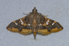 Prophantis adusta