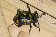 Spathomeles decoratus