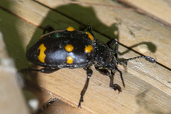 Spathomeles decoratus