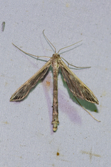Agdistopis sinhala