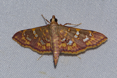 Ischnurges gratiosalis