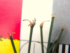 Tricoryne