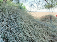 Ephedra foeminea