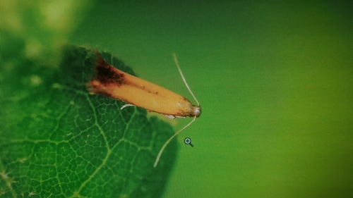 Coptotriche marginea