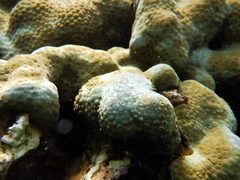 Palythoa