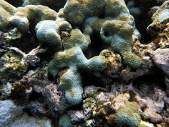 Palythoa