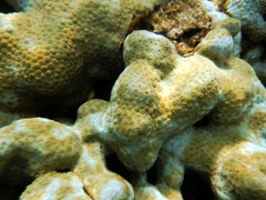 Palythoa