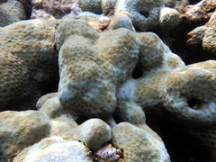 Palythoa