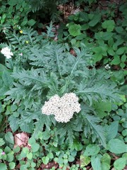 Tanacetum macrophyllum
