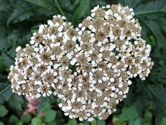 Tanacetum macrophyllum