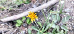 Crepis aurea