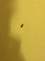 Plodia interpunctella