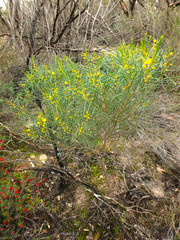 Acacia euthycarpa