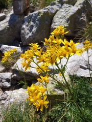 Jacobaea adonidifolia