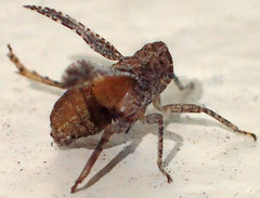 Danepteryx