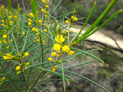 Acacia euthycarpa