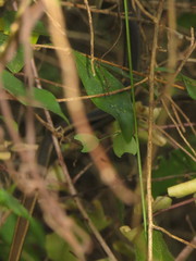 Psammophis orientalis