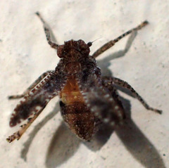 Danepteryx