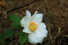 Rosa laevigata