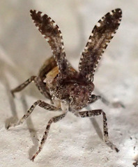 Danepteryx