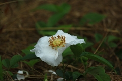 Rosa laevigata