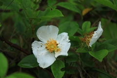 Rosa laevigata