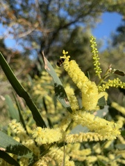 Juliflorae
