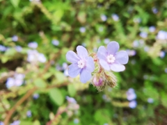 Bothriospermum chinense