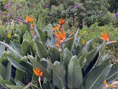 Strelitzia