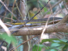 Psammophis orientalis