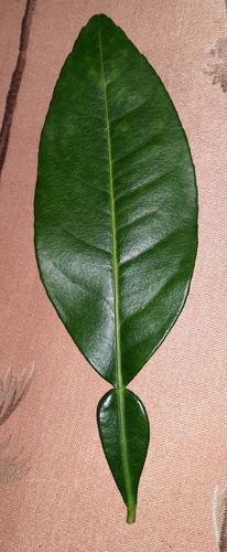 Citrus maxima