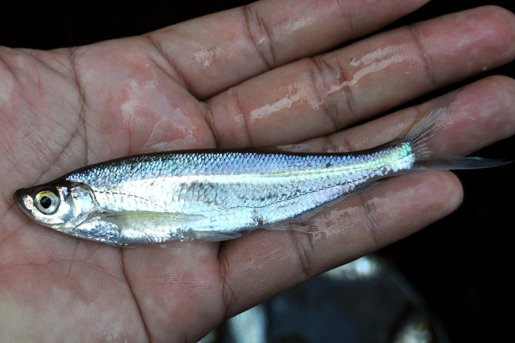 Glass Barb