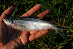 Glass Barb photo 2