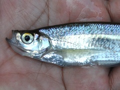 Glass Barb photo 3