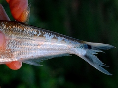 Glass Barb photo 4