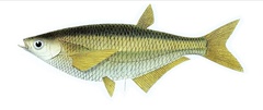 Glass Barb photo 5