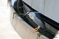 Nycticorax nycticorax