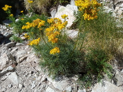 Jacobaea adonidifolia