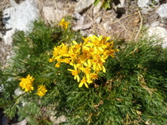 Jacobaea adonidifolia