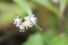 Juncus thomsonii