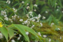 Juncus thomsonii