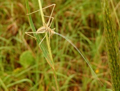 Arethaea ambulator