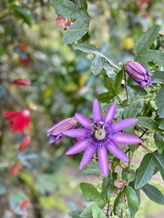 Passiflora amethystina × caerulea
