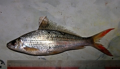 Banded Lamba photo 2