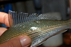Banded Lamba photo 3