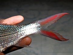 Banded Lamba photo 4