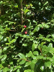 Syzygium australe