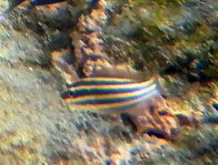 Chlorurus