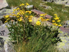 Senecio pyrenaicus