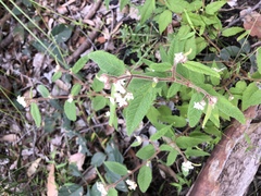 Commersonia dasyphylla